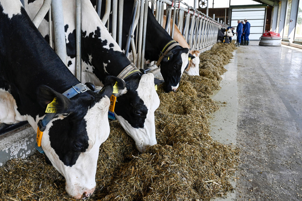 Dairy cow farm in Echem, Germany