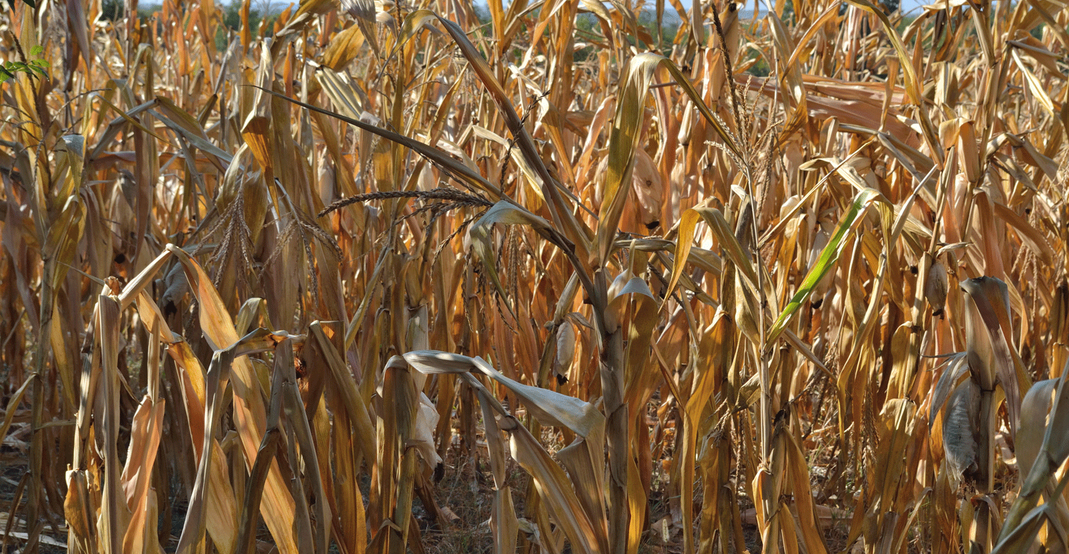 Dry maize plants and corn cobs in field in Serbia, Eastern Europe
