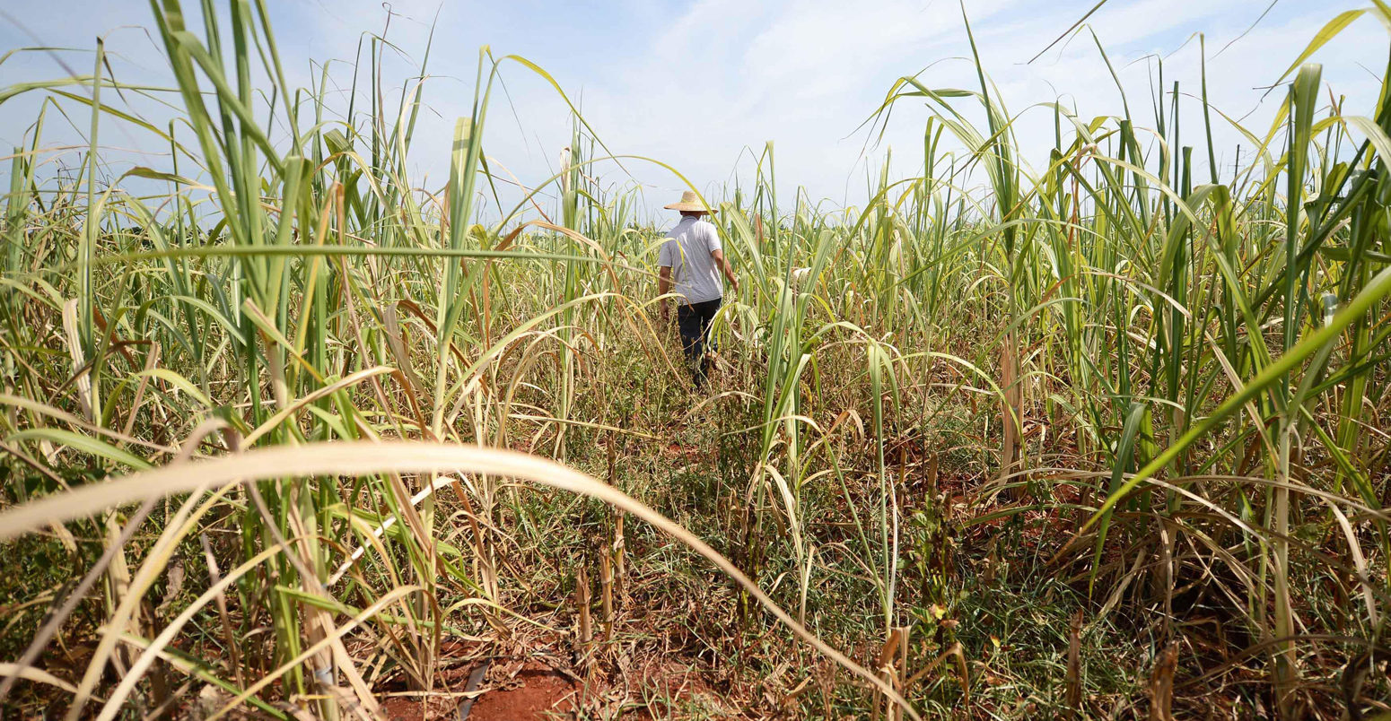 A villager is seen in a sugarcane field in Shiguoxia Village in Xuwen County, south China's Guangdong Province