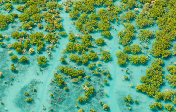 Aerial of mangroves at King Sound, Australia