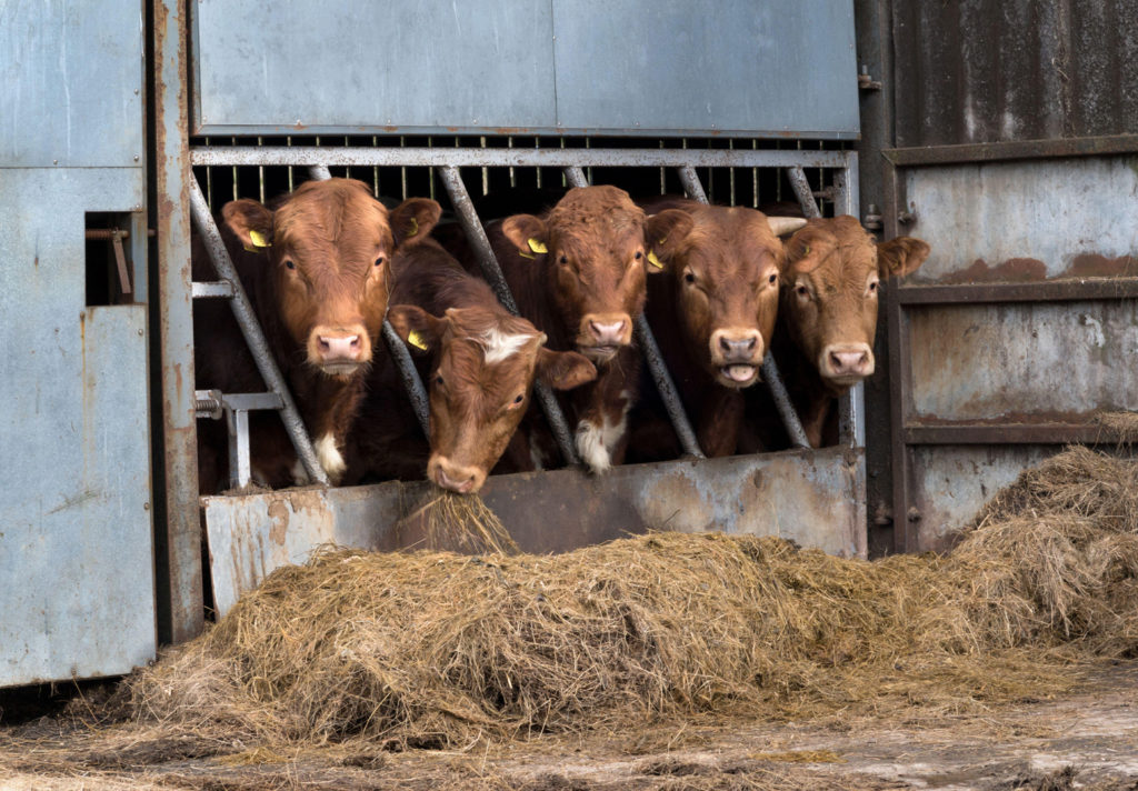Limousin beef cattle in a barn feeding on hay, Selside UK