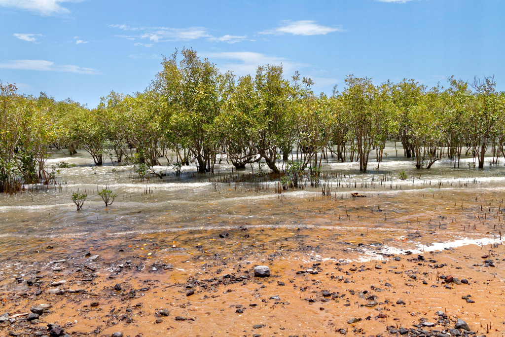 Mangrove trees, Broome, West Kimberley, Western Australia