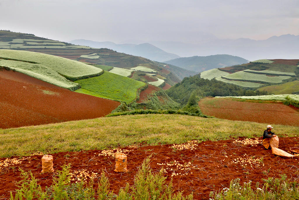 Harvesting potatoes in the Red Fields of Kunming Dongchuan Red Land, China