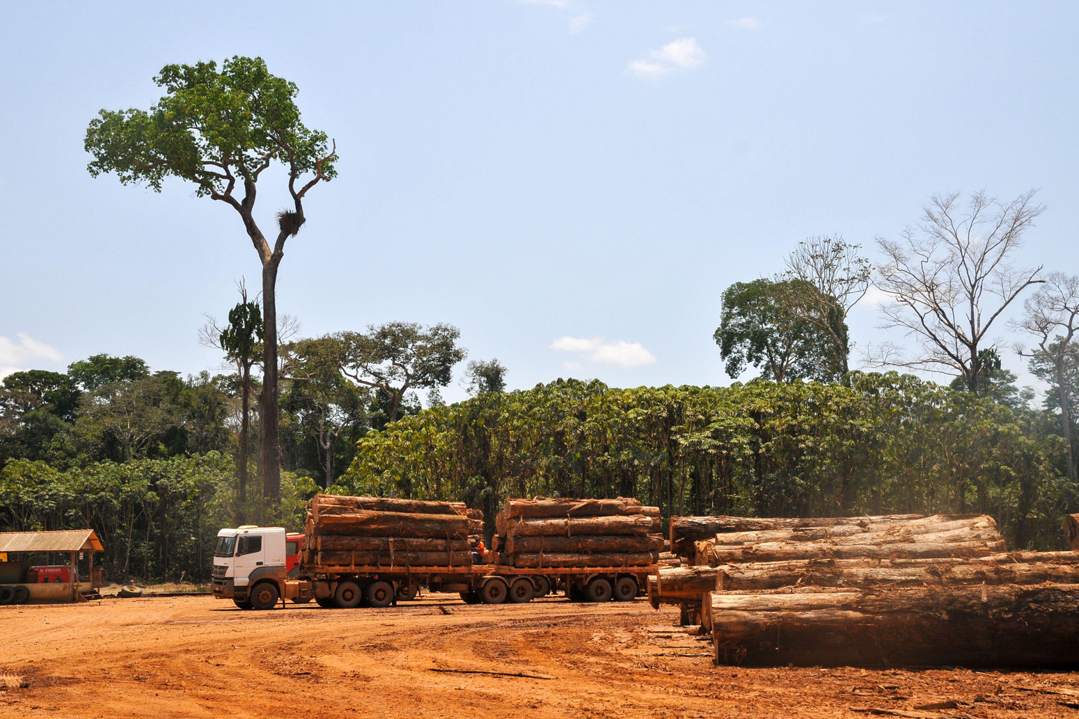 Logging activities in the Brazilian rainforest