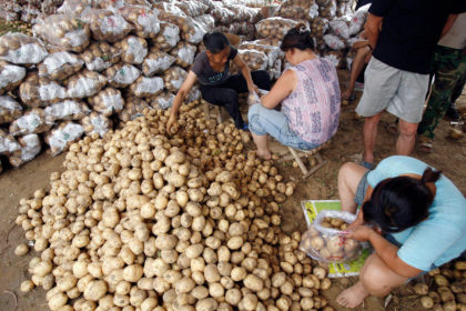 中国河北省保定市附近的一个市场上，妇女们正在为包装土豆分类。