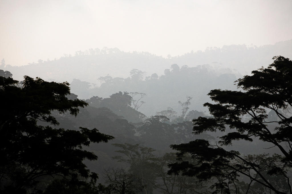 Rainforest in the Usambara Mountains, Tanzania