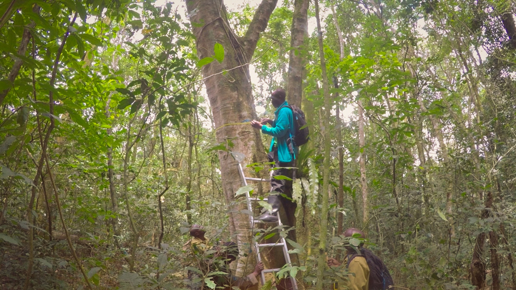 Research collaborators measure tree stem diameter and height in Ugandas Bwindi Impenetrable National Park