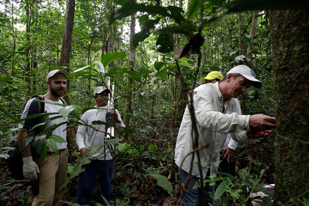 Brazilian researchers inspect plants in Sao Sebastiao de Cuieiras near the Cuieiras river in the Brazil's Amazon rainforest