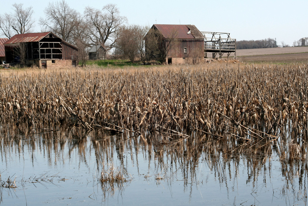 Crops-rotting-in-flooded-field,-Iowa-USA