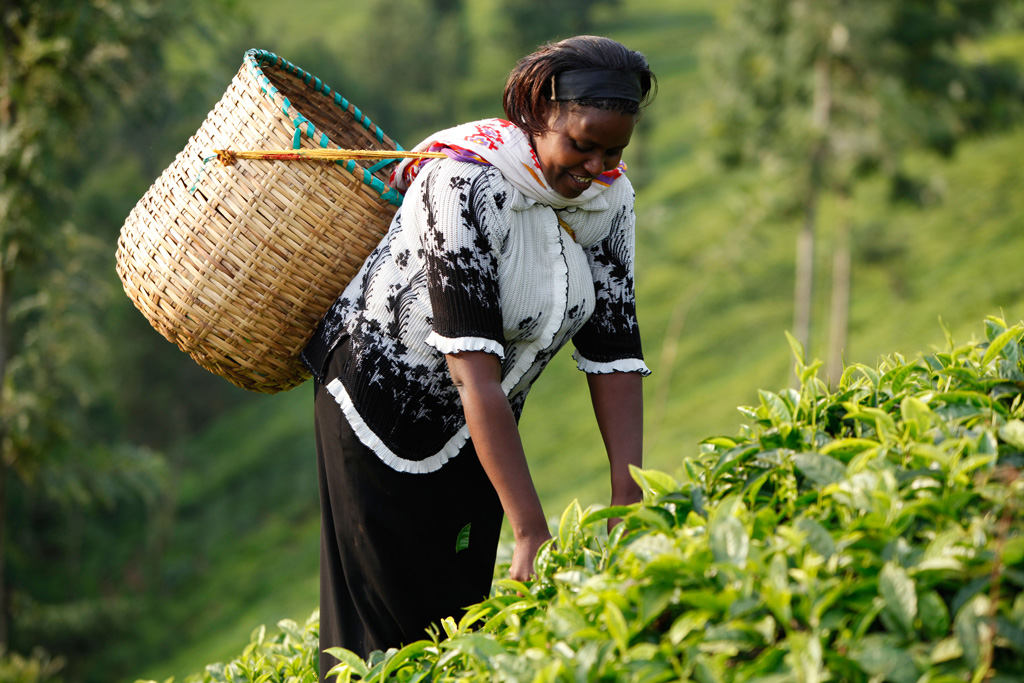 Farmer picking tea in Kenya