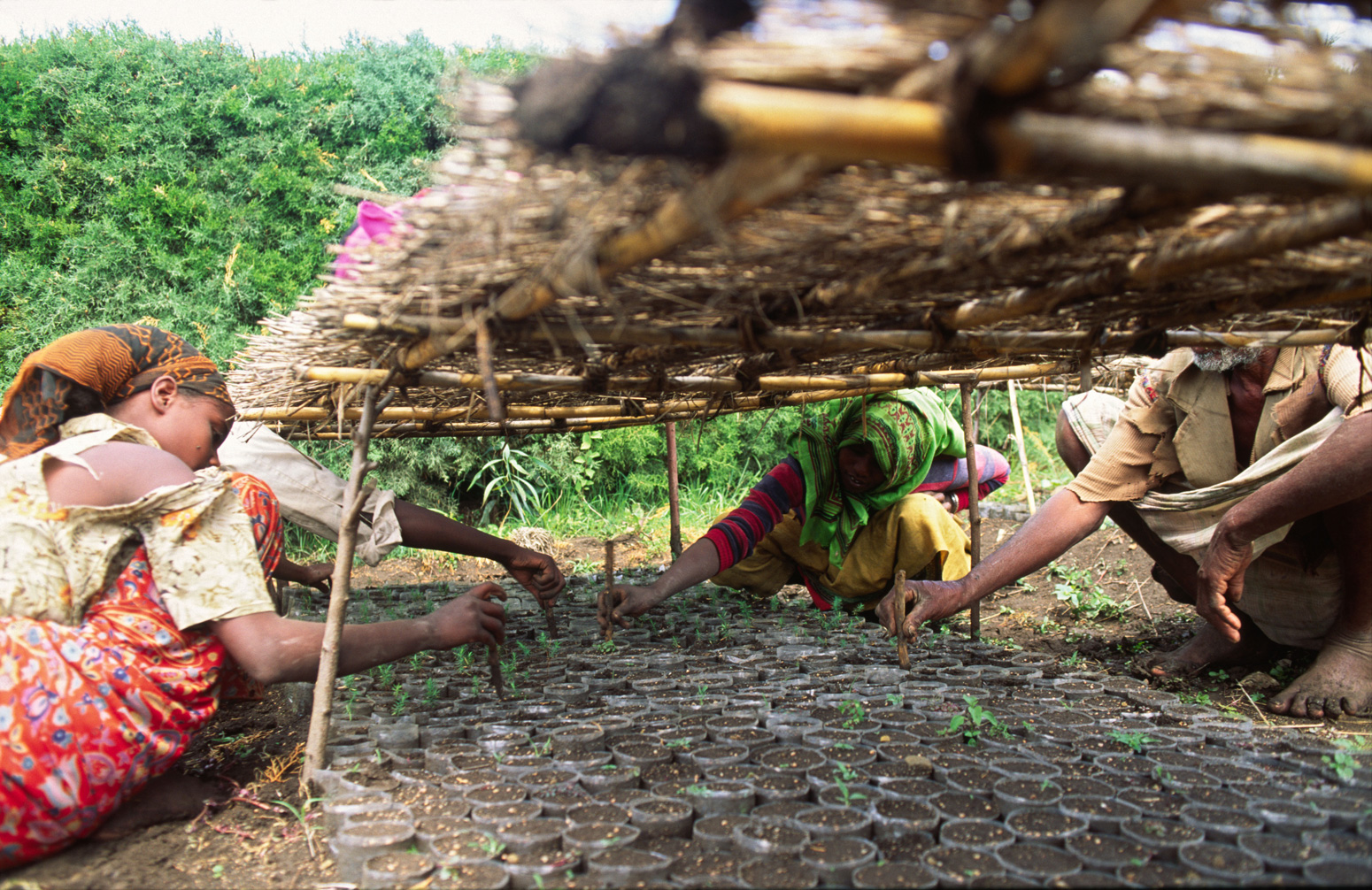 Members of the local community in a tree nursery tending tree seedlings for reforestation in Ethiopia_AHTW62