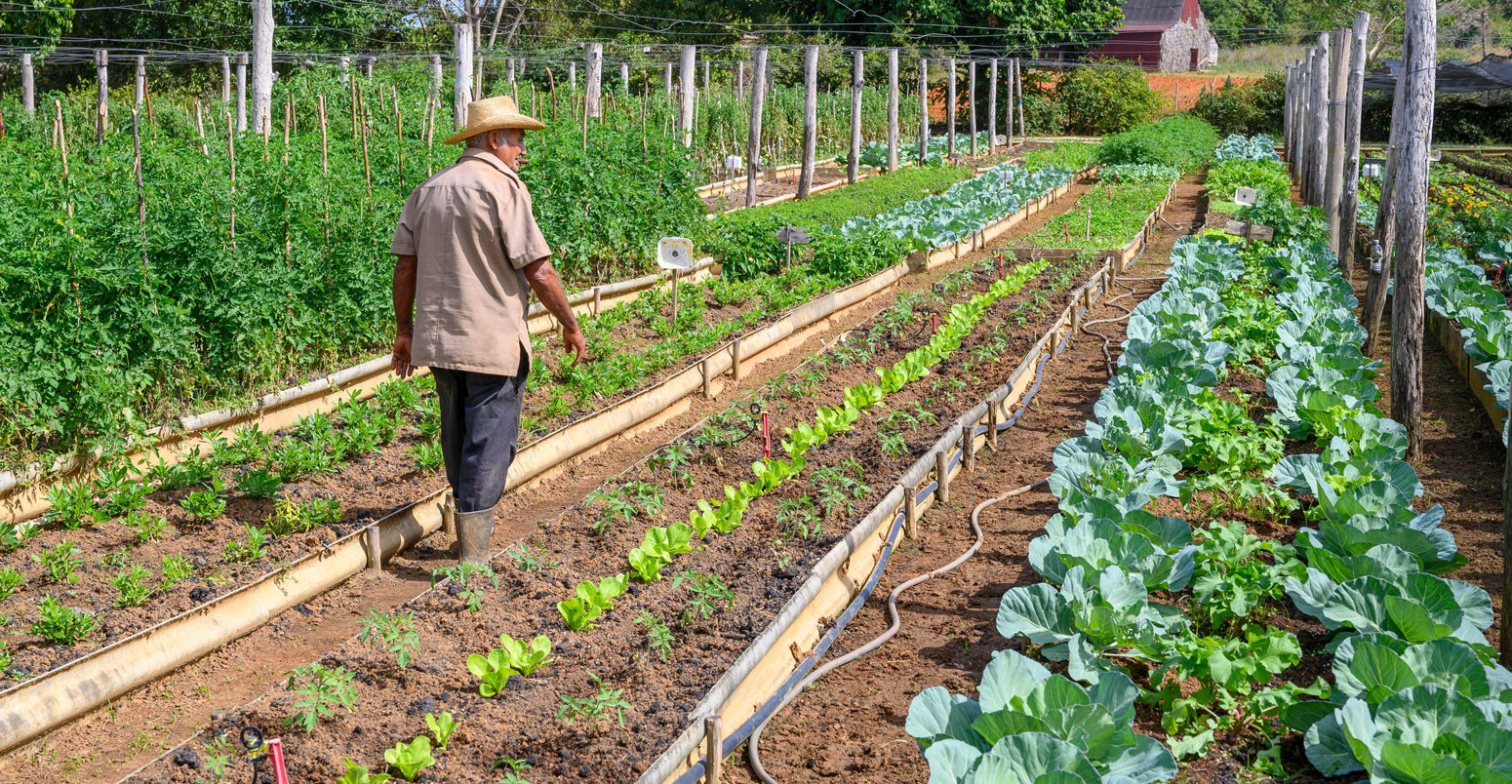 Organic produce farm in Pinar del Rio Province, Cuba