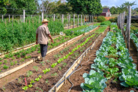 Organic produce farm in Pinar del Rio Province, Cuba