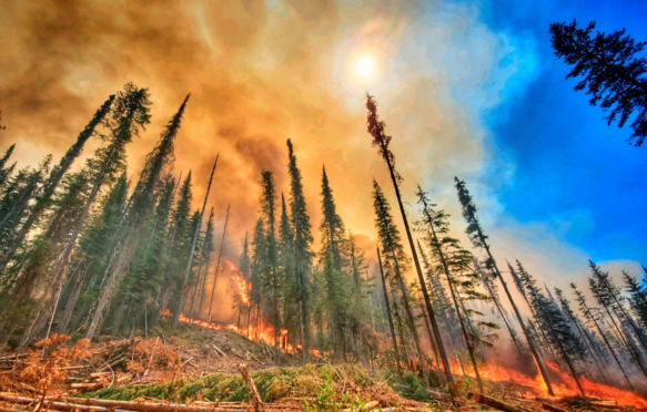 华盛顿州科尔维尔预订的山顶小径大火的森林燃烧着一场野火
