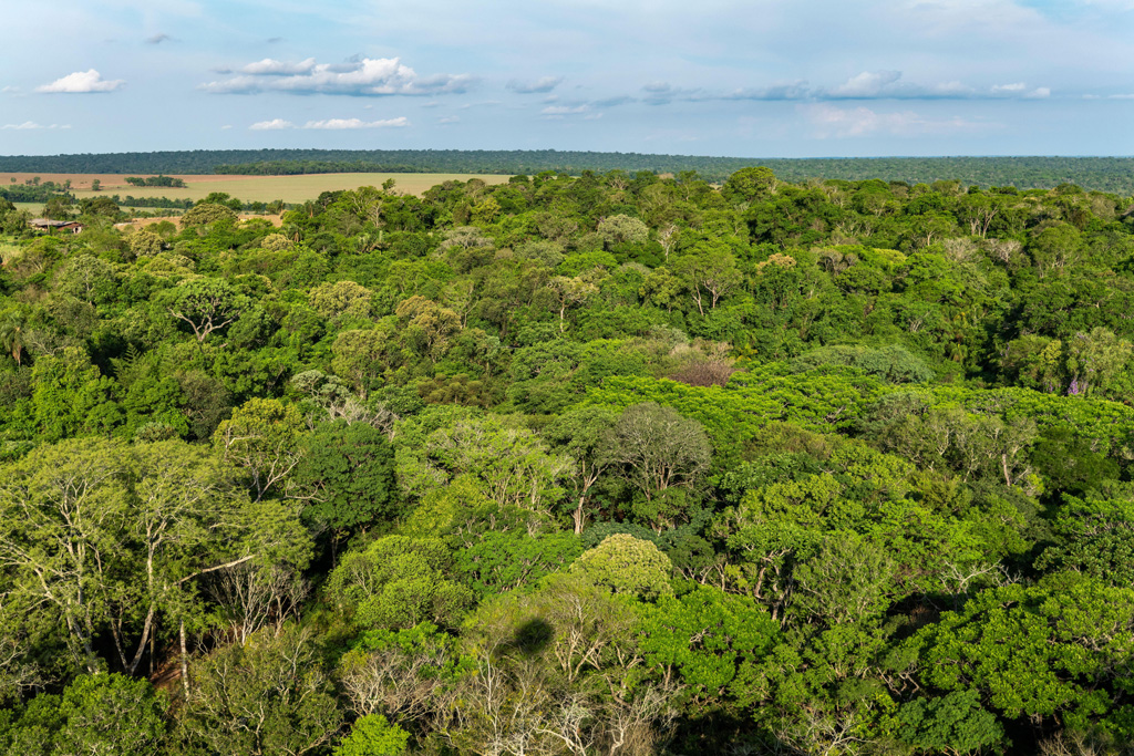 Aerial view of lush tree canopy in the rainforest near Iguazu Falls, Brazil