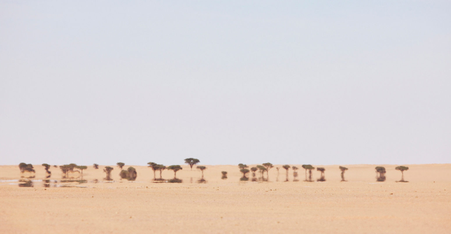 Open, flat desert, with distant Acacia Trees in Western Sahara, North Africa_ D0DHKC
