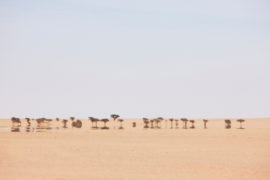 Open, flat desert, with distant Acacia Trees in Western Sahara, North Africa_ D0DHKC