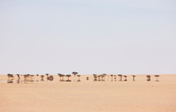 开放，平坦的沙漠，北非西撒哈拉的遥远的相思树_ d0dhkc