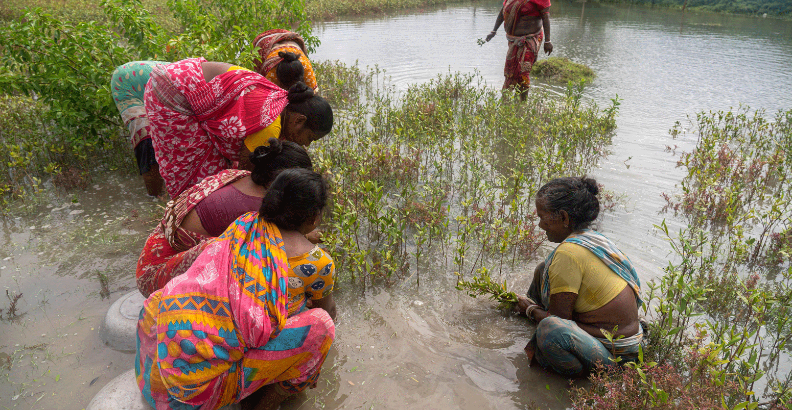 Women plant mangrove saplings in the riverside in the Sundarbans.