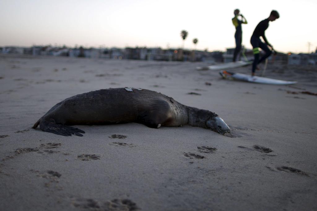 A dead sea lion on the beach in California April 2015