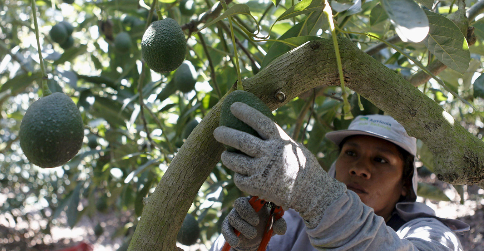 一个farm worker picks avocados from Hoja Redonda plantation in Chincha, Peru_