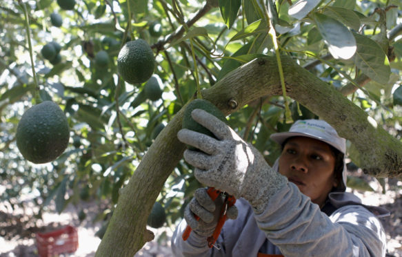一个农场工人从秘鲁钦查的Hoja Redonda Plantation挑选鳄梨