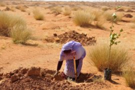 A woman plants tree on the outskirts of Khartoum, Sudan