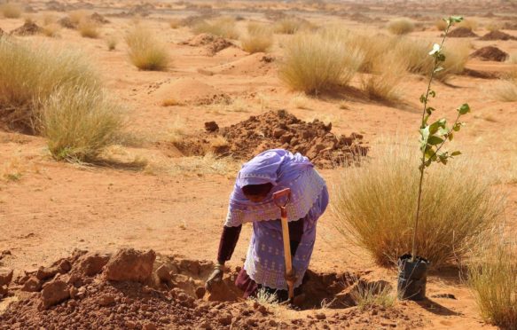 苏丹喀土穆郊区的一棵女人植物树