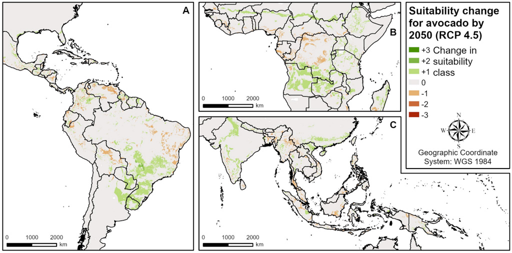 Maps of (a) central and South America, (b) west and central Africa and (c) south and southeast Asia representing the change in avocado-growing suitability by the year 2050