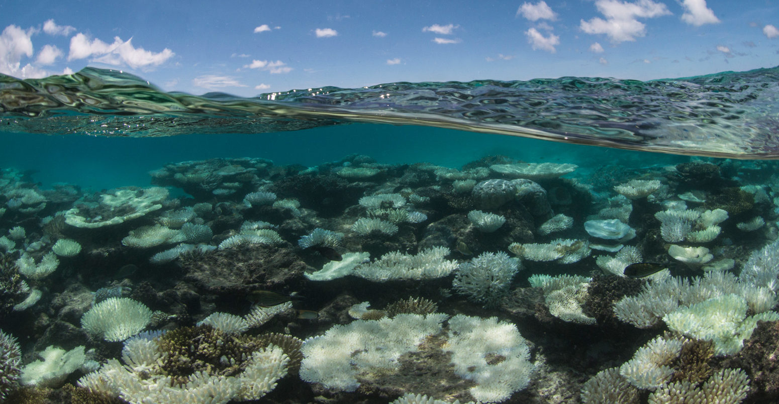 Coral bleaching in the Maldives, 2016_Ocean Agency_Ocean Image Bank