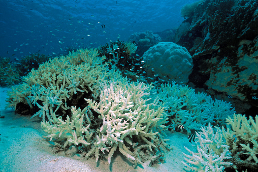 Bleached staghorn coral in the Maldives