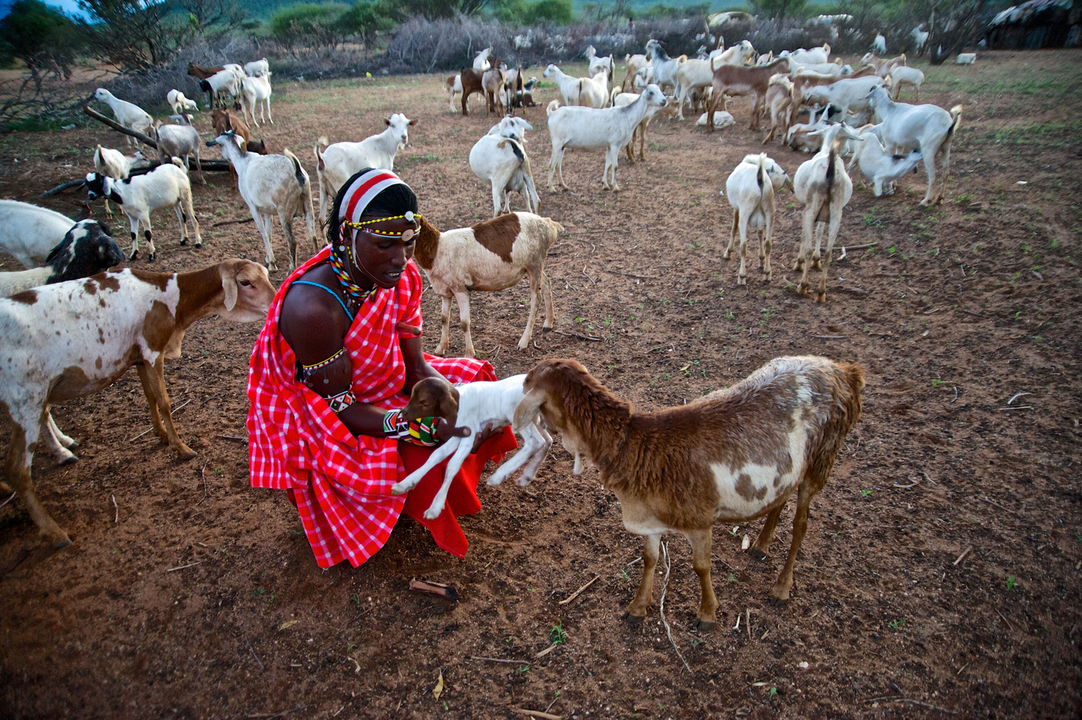 Member of indigenous Samburu tribe with goats in Kenya