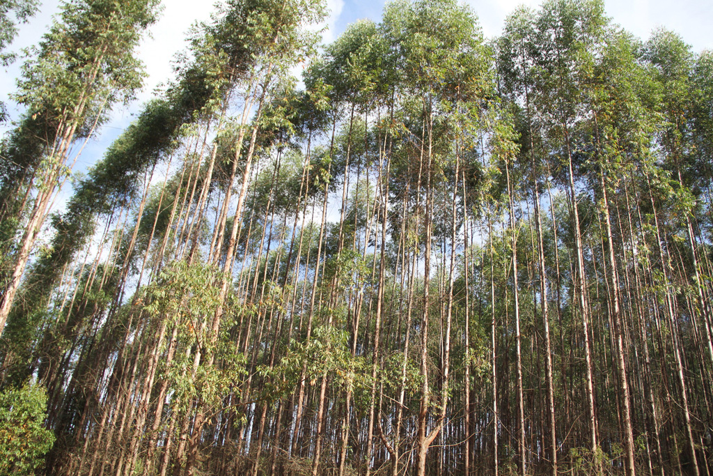 Reforestation area in Brazil_JGH010