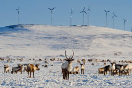 Reindeer browsing on the flats below the Banner Wind Project in Alaska