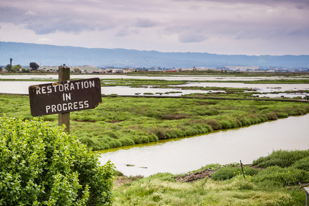 Alviso Marsh in the Don Edwards San Francisco Bay National Wildlife Refuge, USA