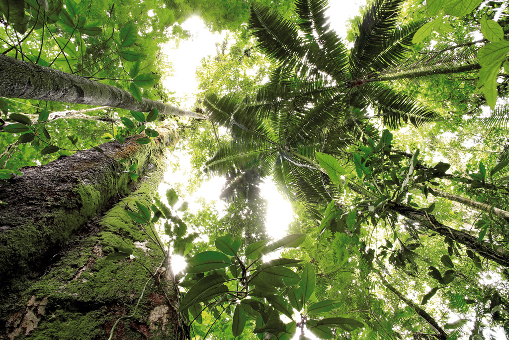 Rainforest canopy at La Selva Biological Station, Sarapiqui, Costa Rica