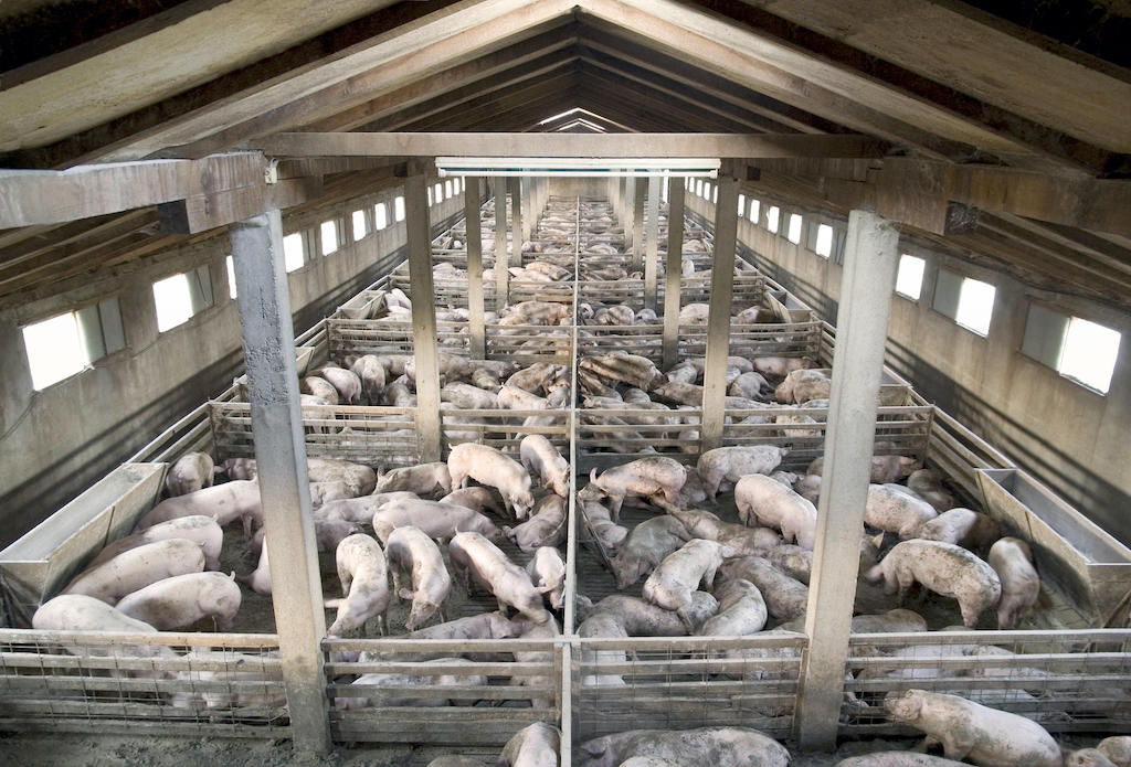 An industrial pig farm