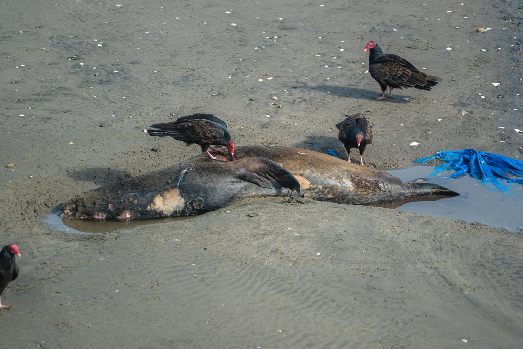 Dead sea lion on the beach in California with vultures, 2019