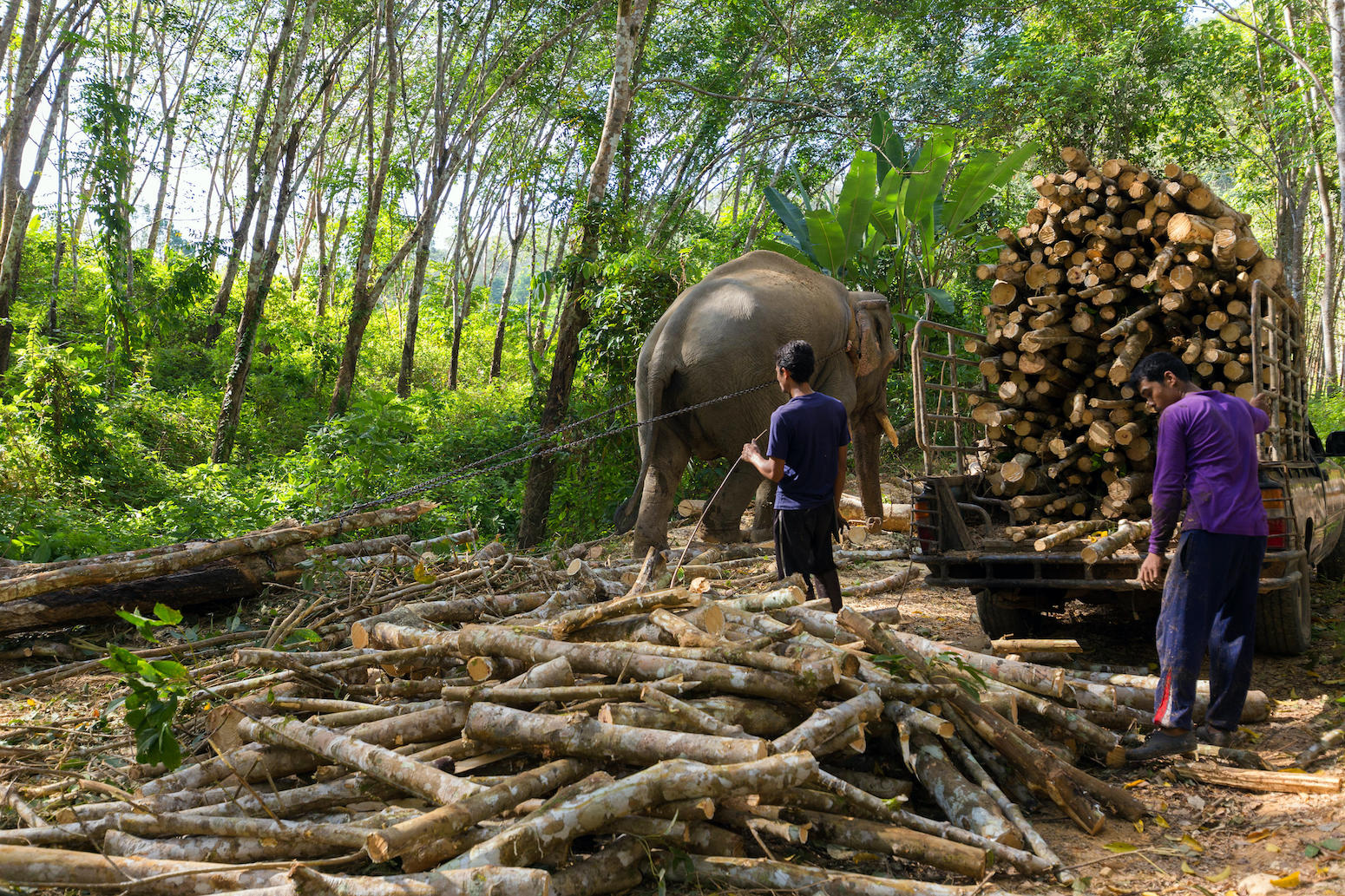 Elephants being used for deforestation in Thailand