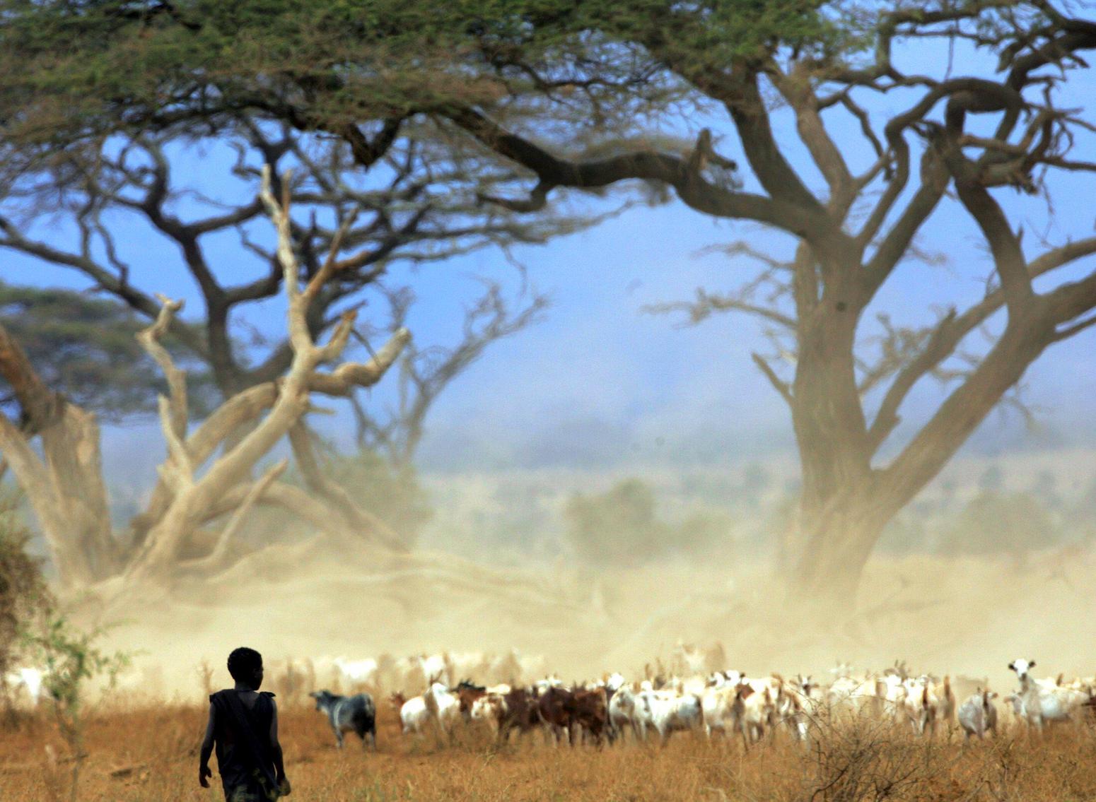 Masai boy running with a goat herd in Amboseli National Park in southeast Kenya