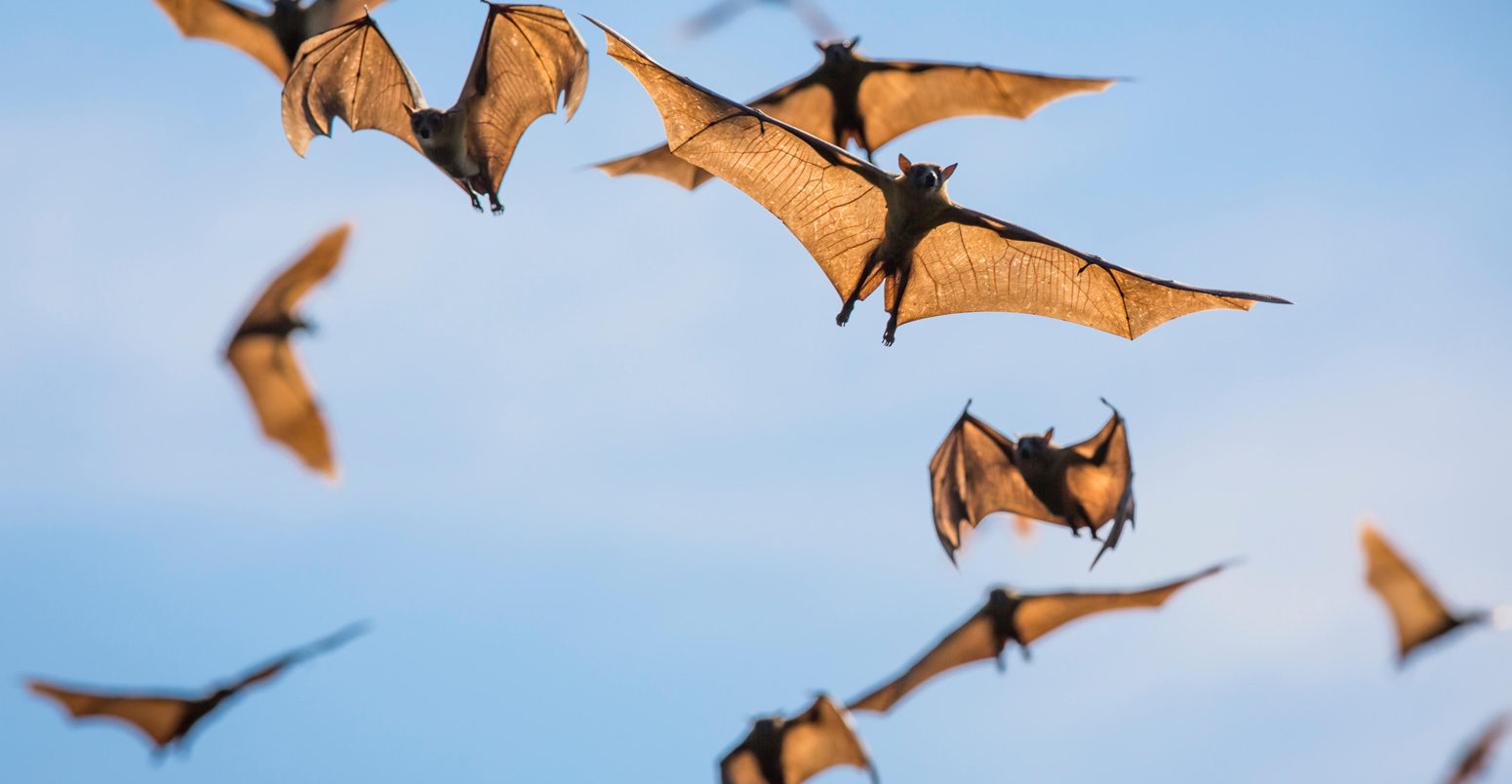 Mass of straw-coloured fruit bat Eidolon helvum in flight, Zambia
