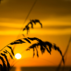 Sea oats and grass at the beach at sunset