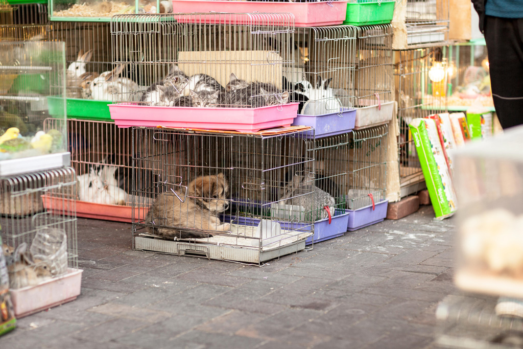 Various animals in cages for sale at a market, South Korea