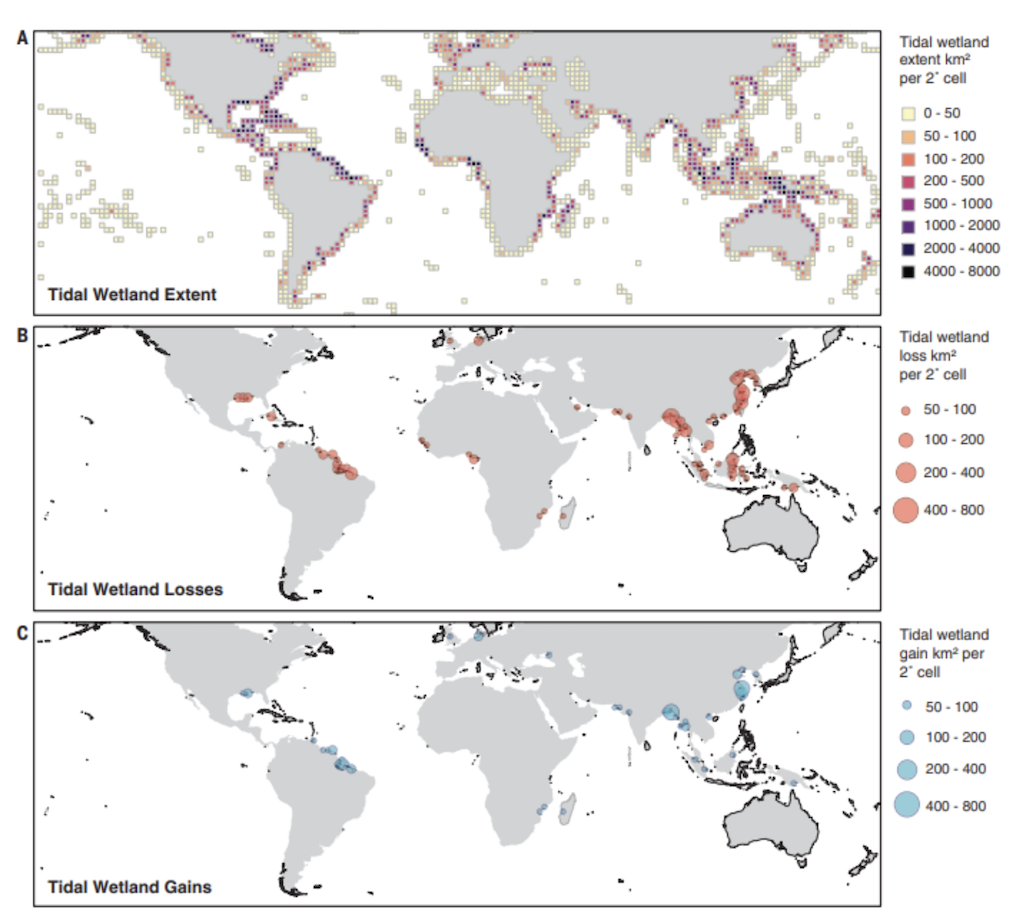 Distribution of tidal wetlands in 2019, global losses global gains