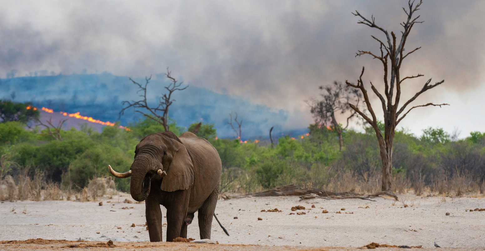 非洲象在丘比国家的水坑Park, Botswana with bush fire in the background