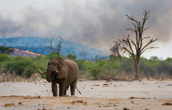 在博茨瓦纳乔贝国家公园的一个水坑中，非洲大象在后台用布什大火