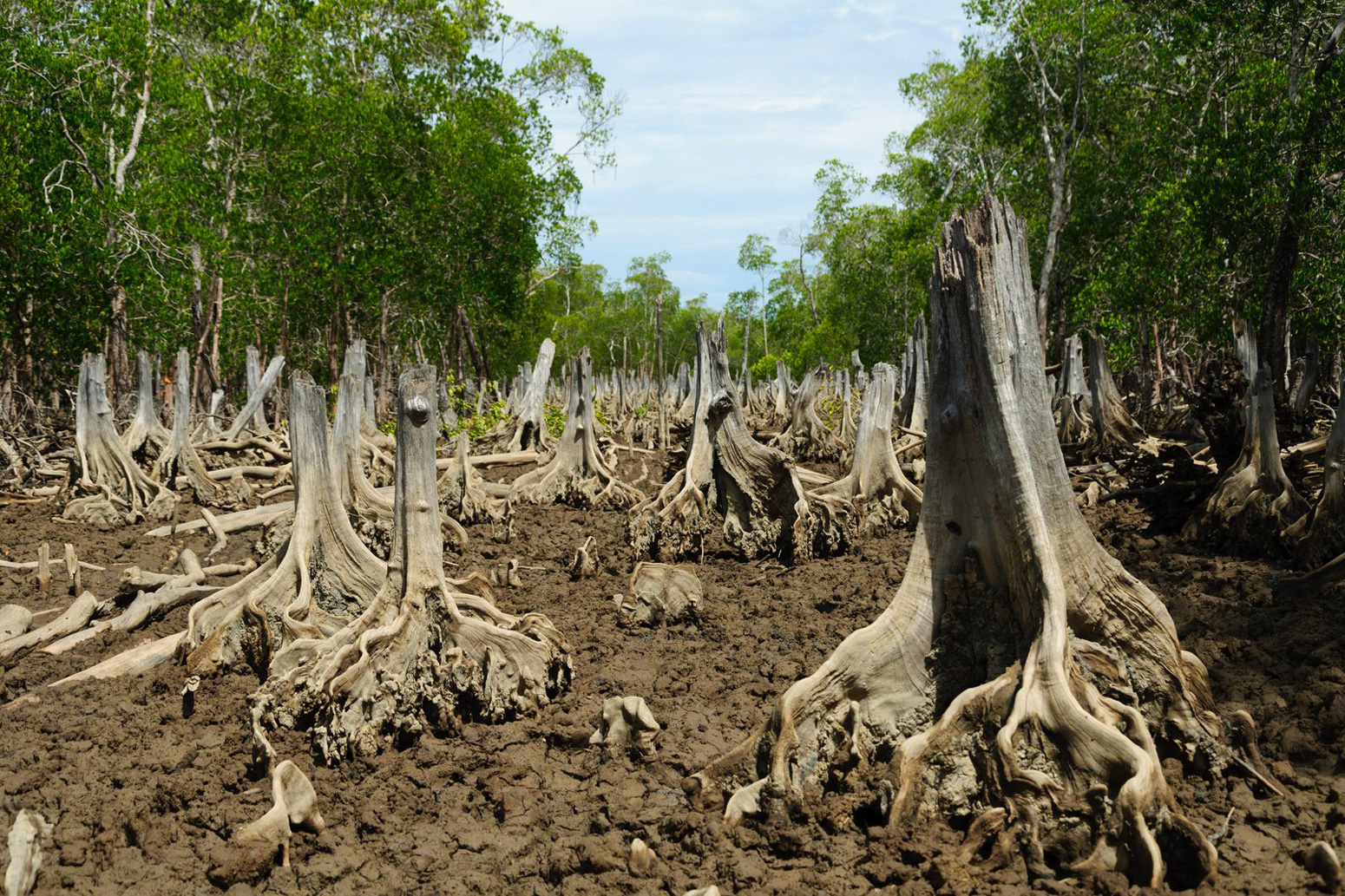 Deforested area in a mangrove forest
