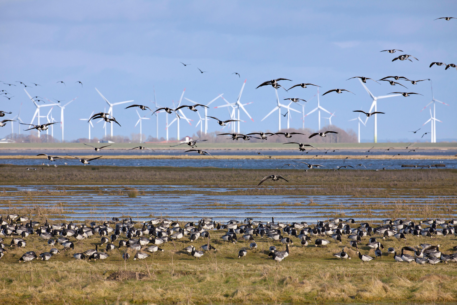 Flock of barnacle geese in front of wind turbines in Germany
