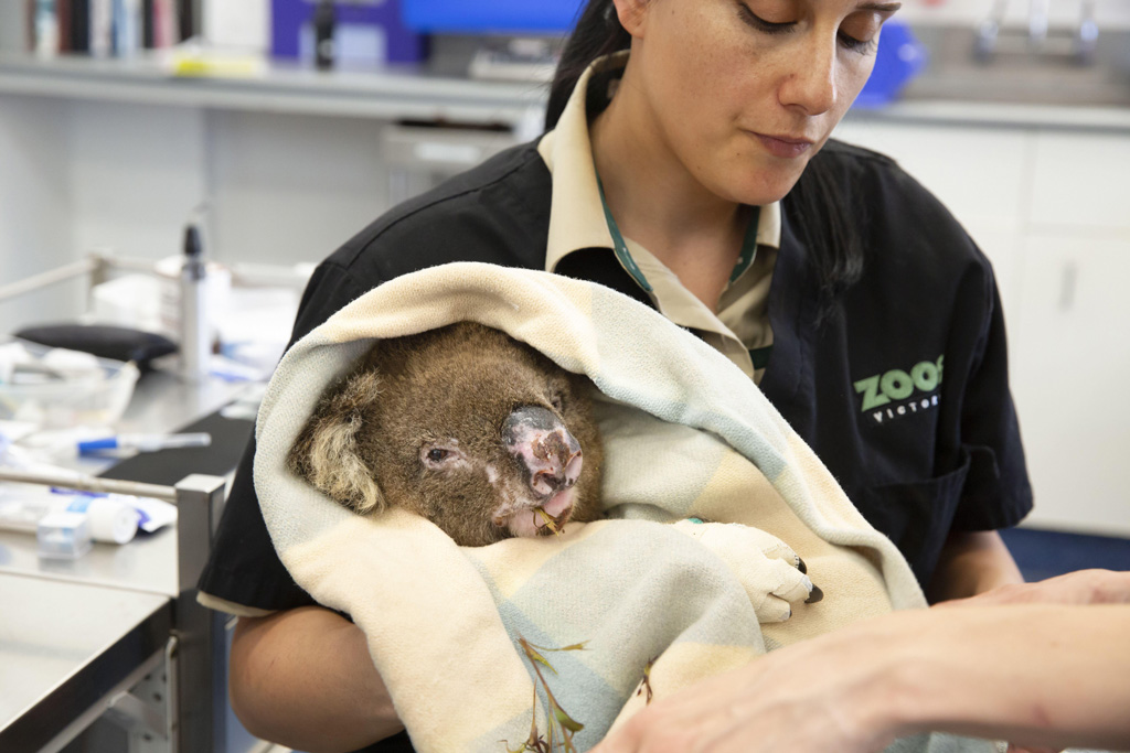 Koala being treated for injuries caused by bushfire in Melbourne, 2020