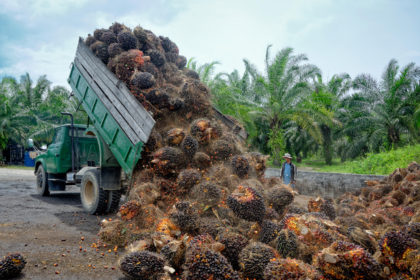 在婆罗洲的一个收集点，在卡车上卸下新鲜收获的油棕榈水果束的人工艺工人手表